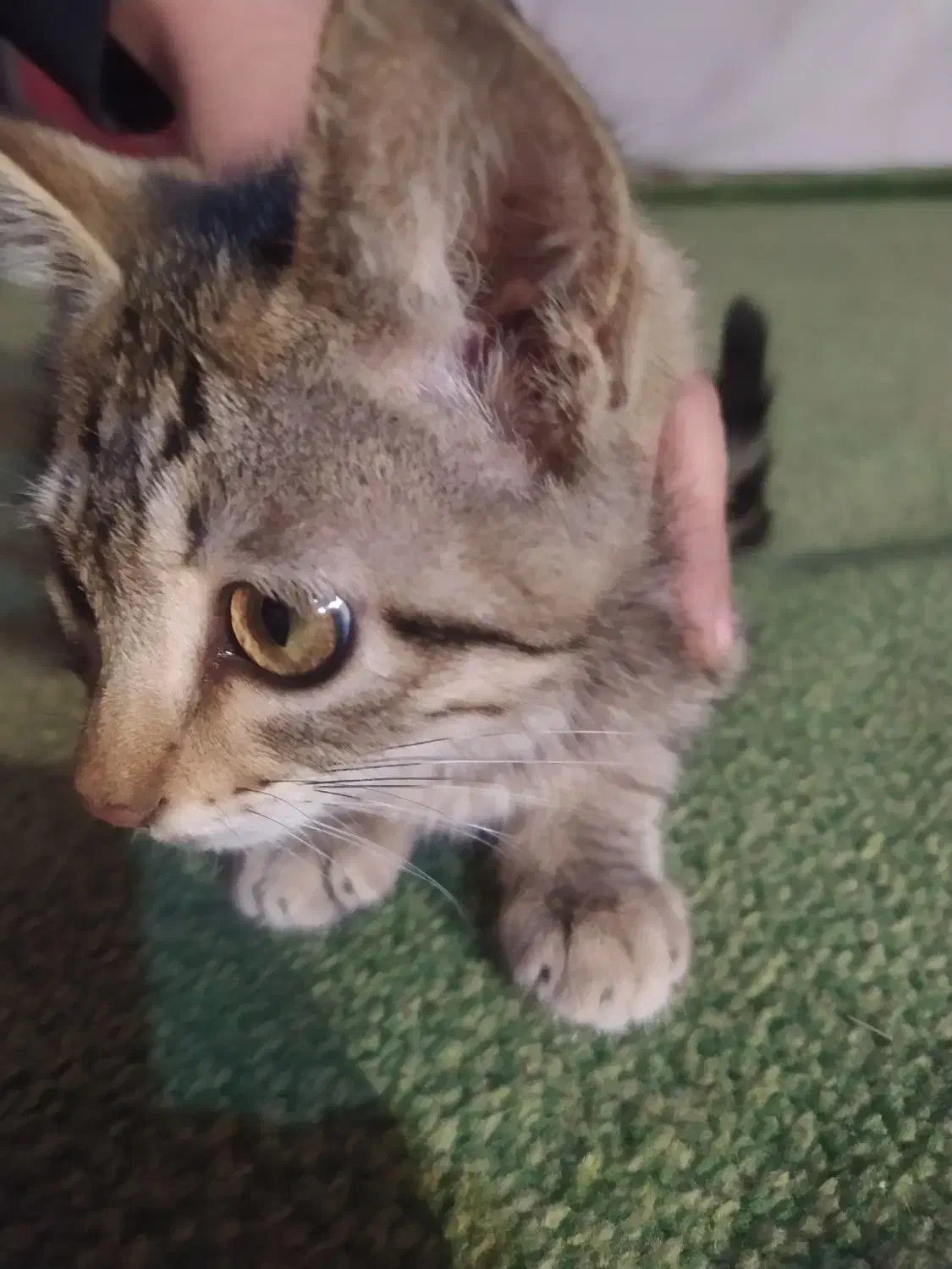 واگذاری گربه|گربه|بجنورد, |دیوار