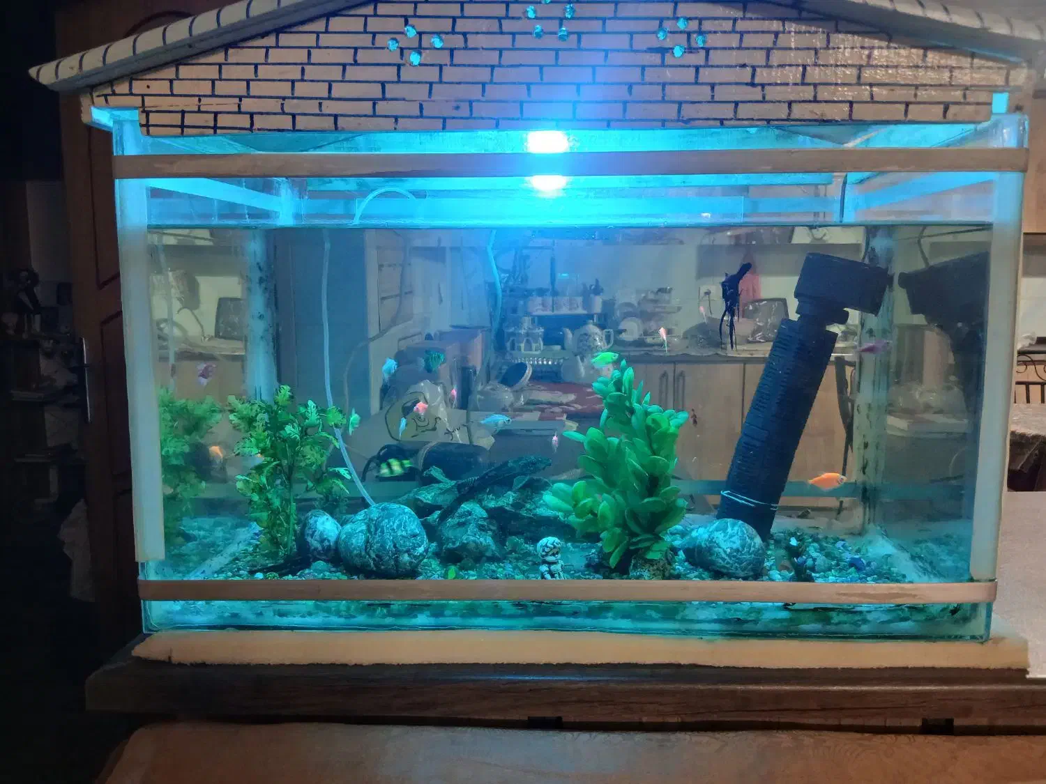 اکواریوم|ماهی|اصفهان, شاهد|دیوار