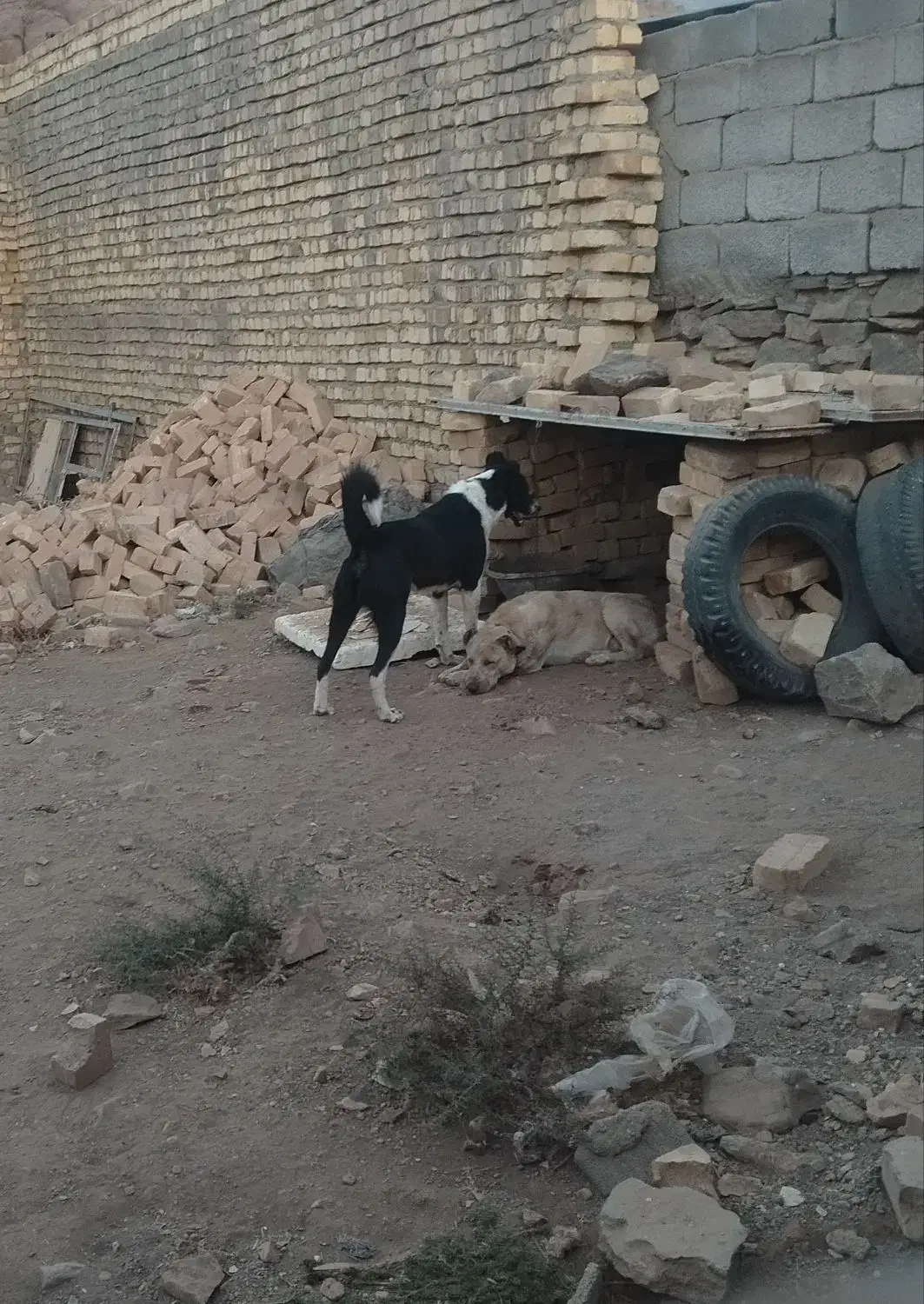 سگ گله|سگ|سلفچگان, |دیوار