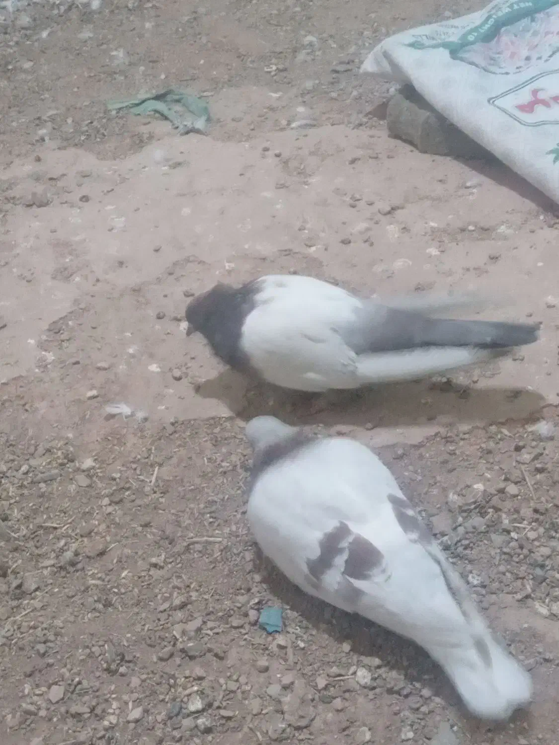 کبوتر|پرنده|تربت‌حیدریه, بالا ولایت|دیوار