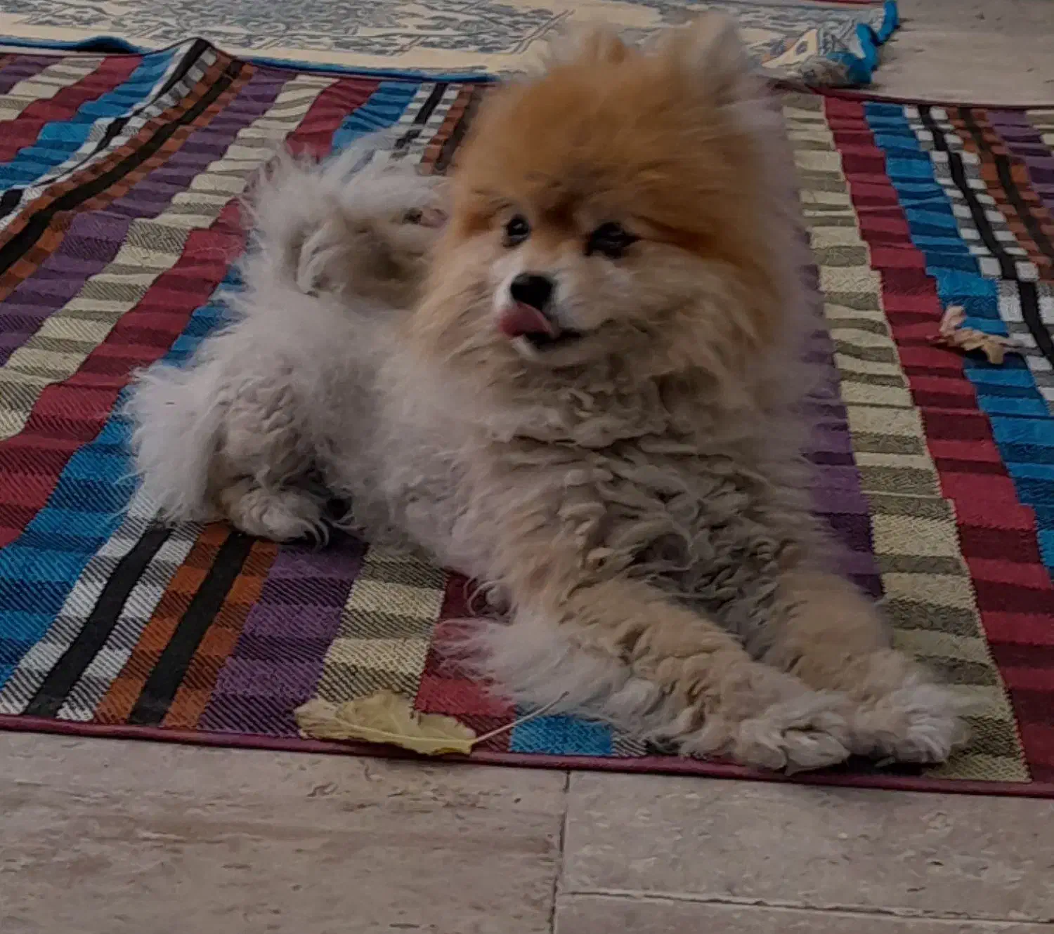 سگ خانگی پامر|سگ|فامنین, |دیوار