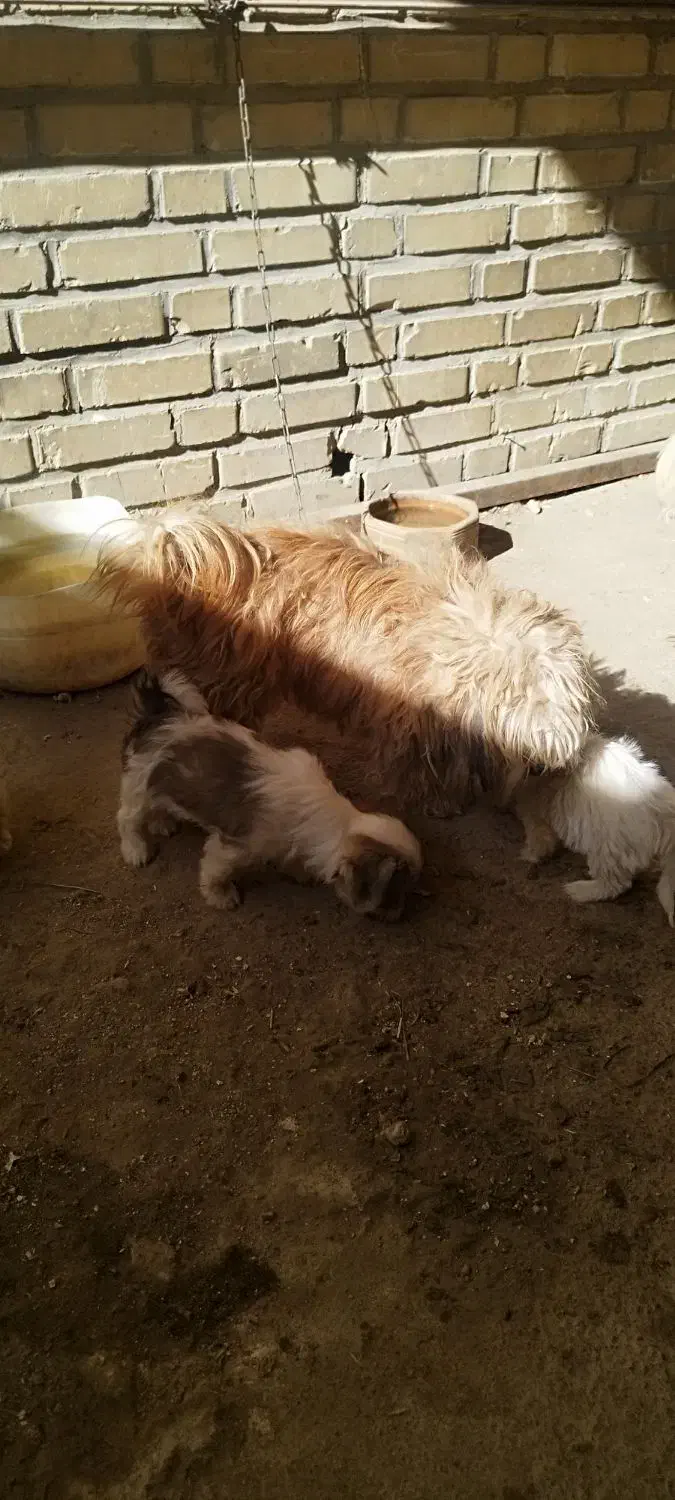 توله سگ|سگ|شوشتر, |دیوار