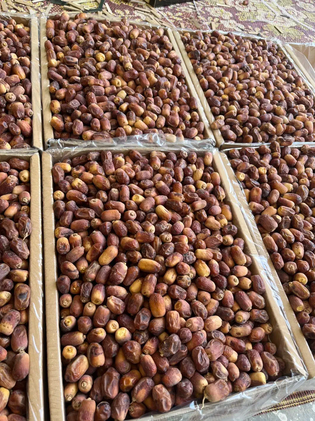 خرما زاهدی (قصب)|خوردنی و آشامیدنی|لامرد, |دیوار