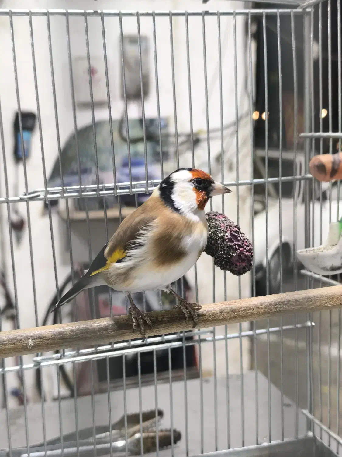 سهره نر انتیک|پرنده|قدس, شهر‌قدس|دیوار