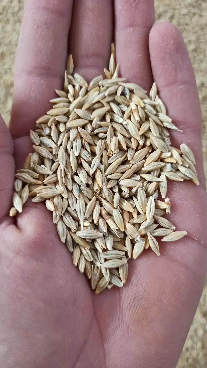 جو دیم|خدمات باغبانی و درختکاری|جیرنده, |دیوار