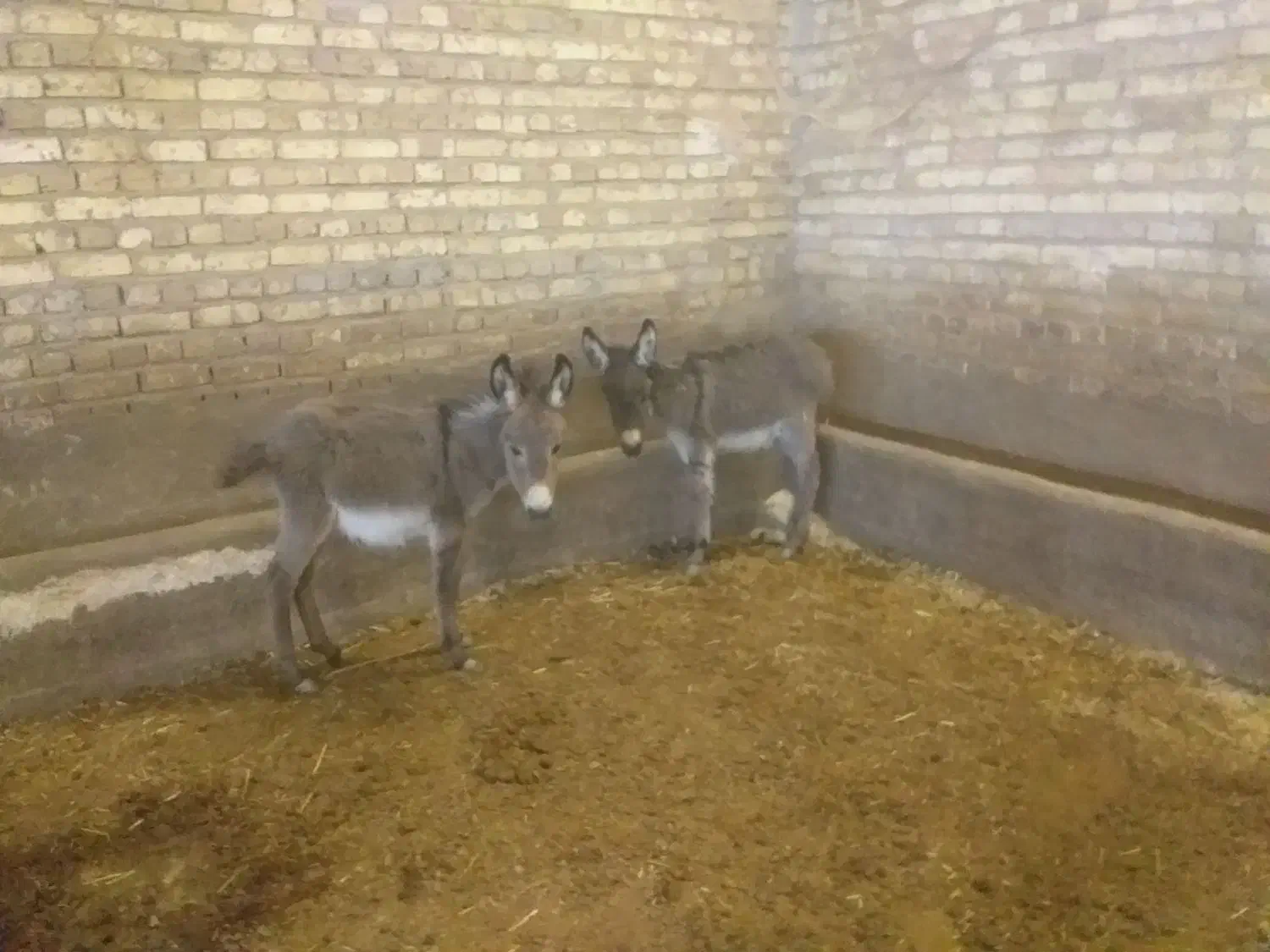 حیوان نر کره کوچیک|حیوانات مزرعه|رامند, |دیوار