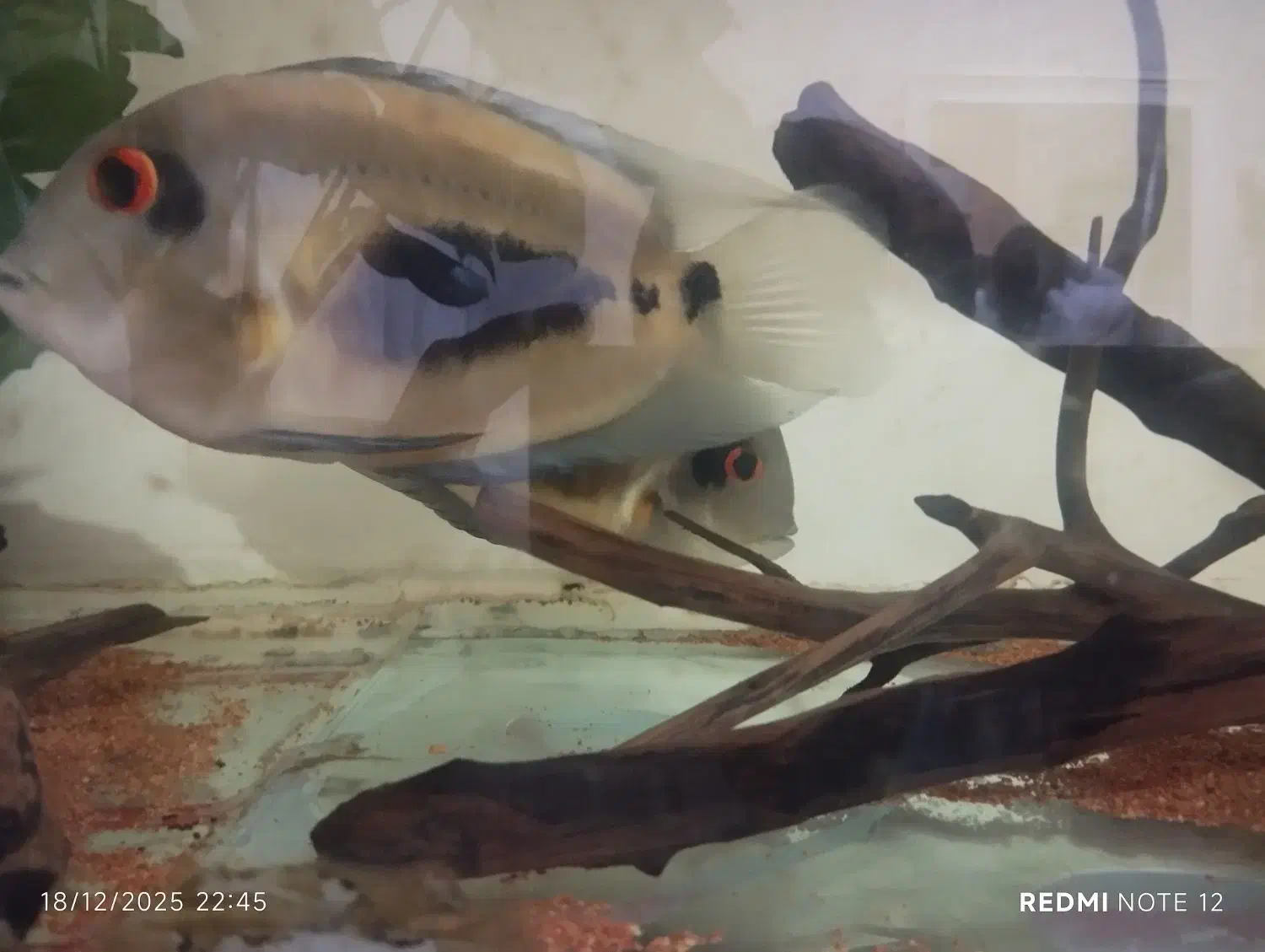 ماهی اورا مثلثی|ماهی|اسلام‌شهر, شهرک امام حسین (میان آباد)|دیوار