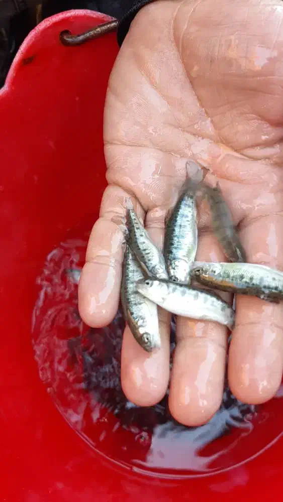 تولید و توزیع بچه ماهی کپور و بچه ماهی قزل الا.|ماهی|زاهدان, |دیوار