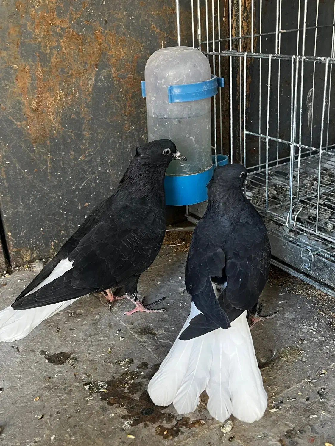 کفتر زاغ دم سفید|پرنده|مشهد, فردوسی|دیوار