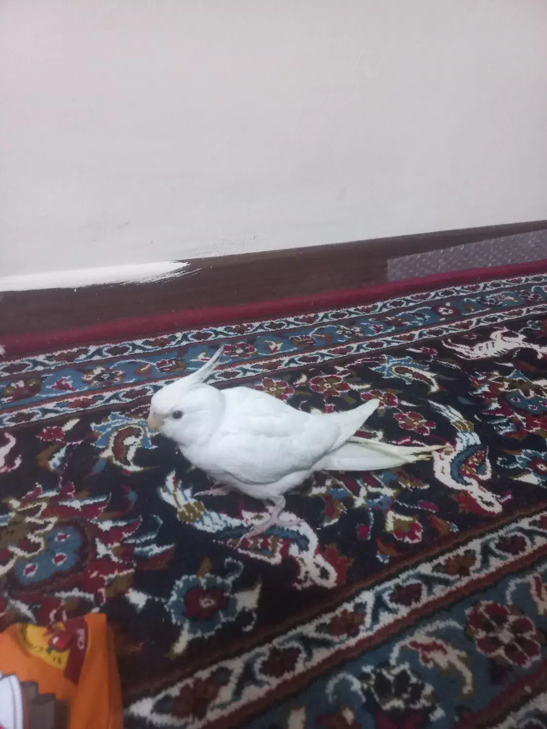 عروس هلندی البینو جوجه ۴ ما قیمت ۱۲۰۰۰۰۰|پرنده|پردیس, فاز ۱۱|دیوار