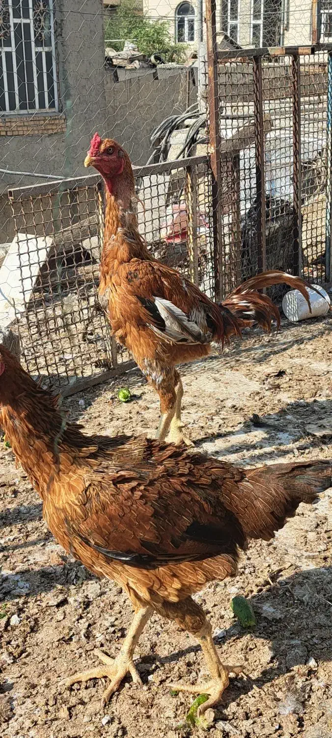 مرغ وخروس محلی|حیوانات مزرعه|بندر گناوه, |دیوار