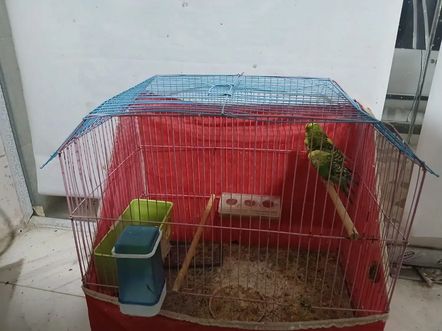 مرغ عشق در بندر ماهشهر|پرنده|بندر ماهشهر, |دیوار