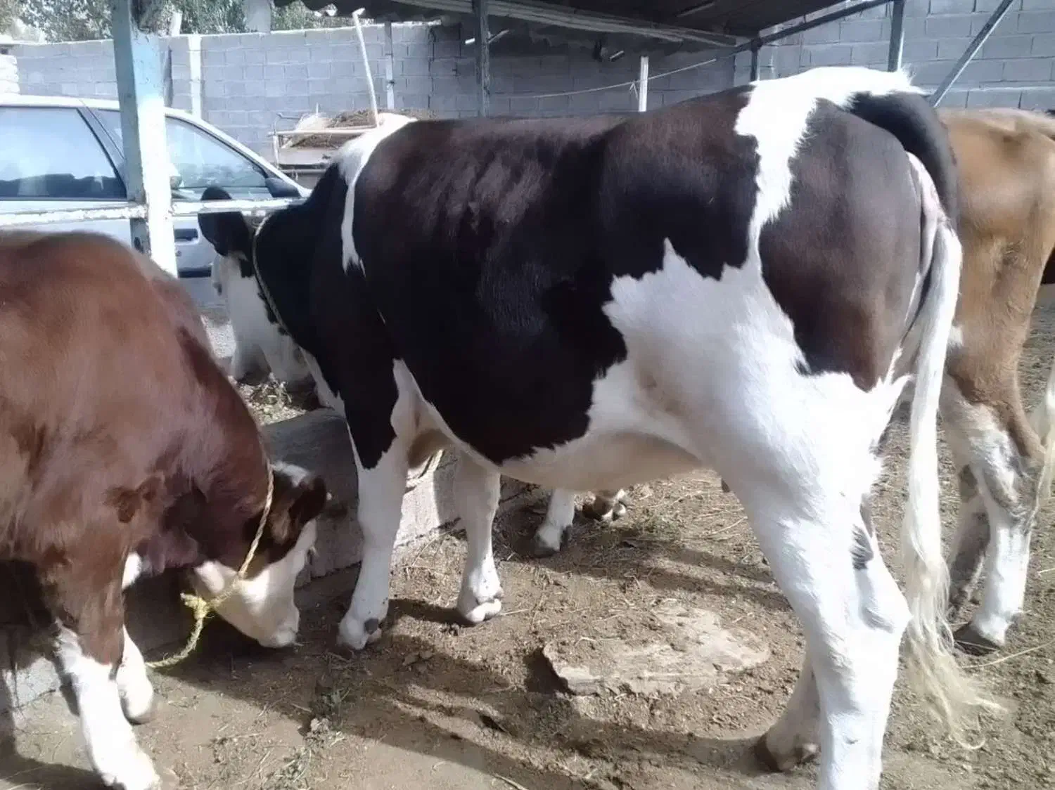 گاو و گوساله|حیوانات مزرعه|خوی, |دیوار