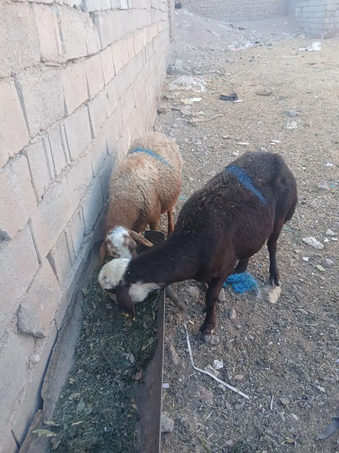 ۲عدد میش افشاری|حیوانات مزرعه|زاوه, |دیوار