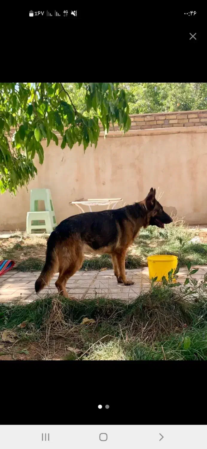 سگ ژرمن ماده وچند سگ دیگر|سگ|زنجان, |دیوار