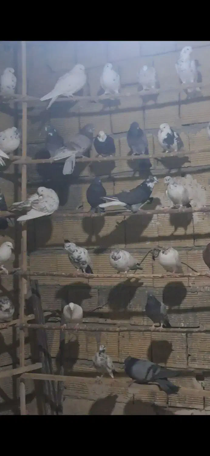 کبوترای پرشی|پرنده|قم, عمار یاسر|دیوار