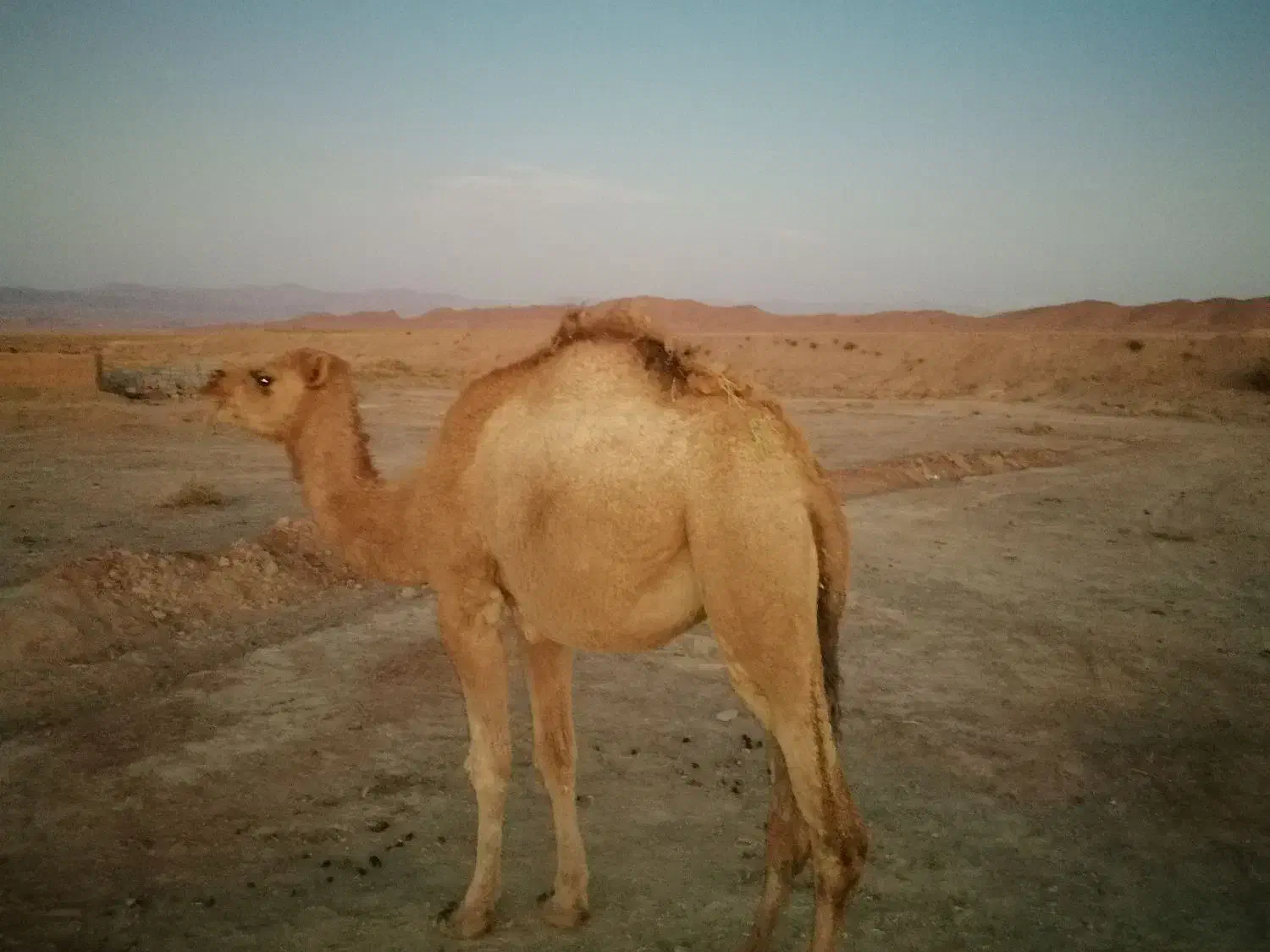 شتر فروشی|حیوانات مزرعه|سرایان, |دیوار