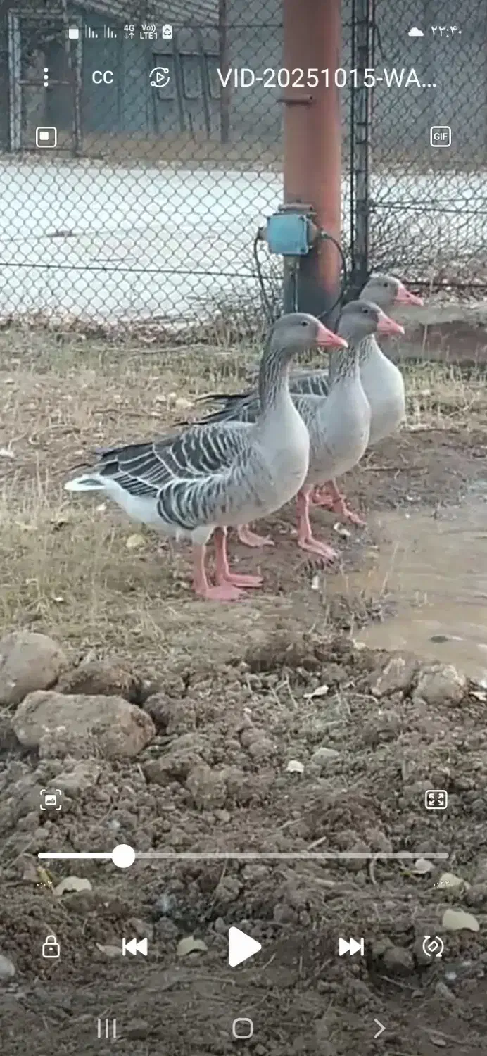 غاز محلی کرچ شو پروازی|حیوانات مزرعه|دماوند, دماوند|دیوار