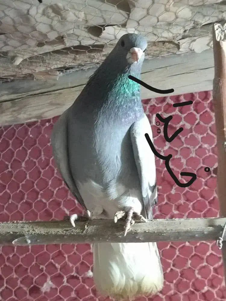 خرقه روس سبز و زره|پرنده|اصفهان, شهرک کاوه|دیوار