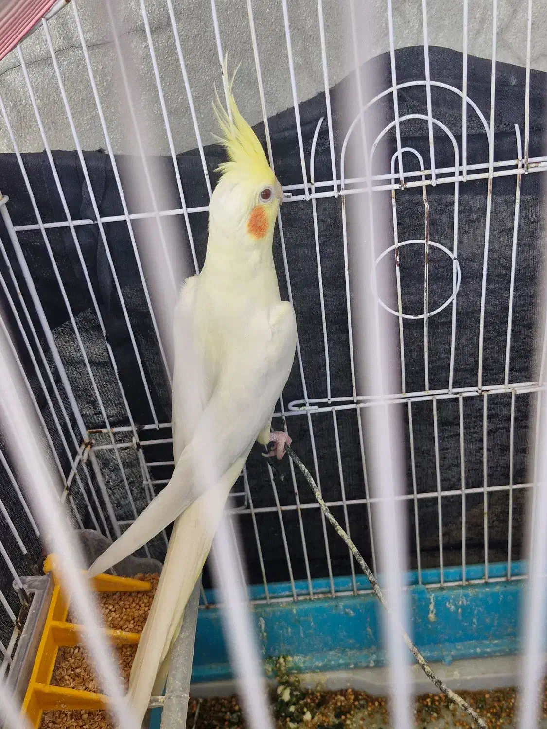 عروس هلندی|پرنده|گله دار, |دیوار