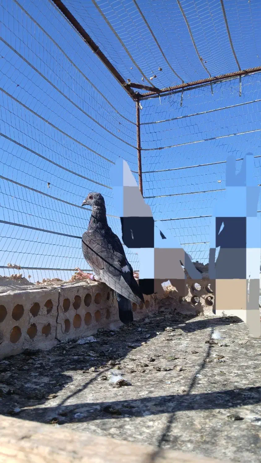 کله سیاه پرشی|پرنده|تربت جام, جامرود|دیوار