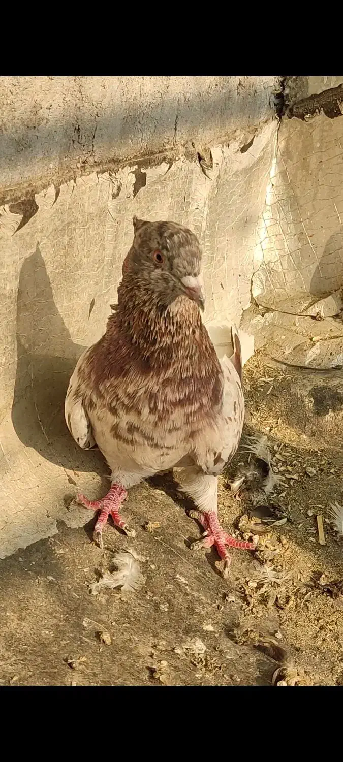 دم سفید|پرنده|باوی, |دیوار