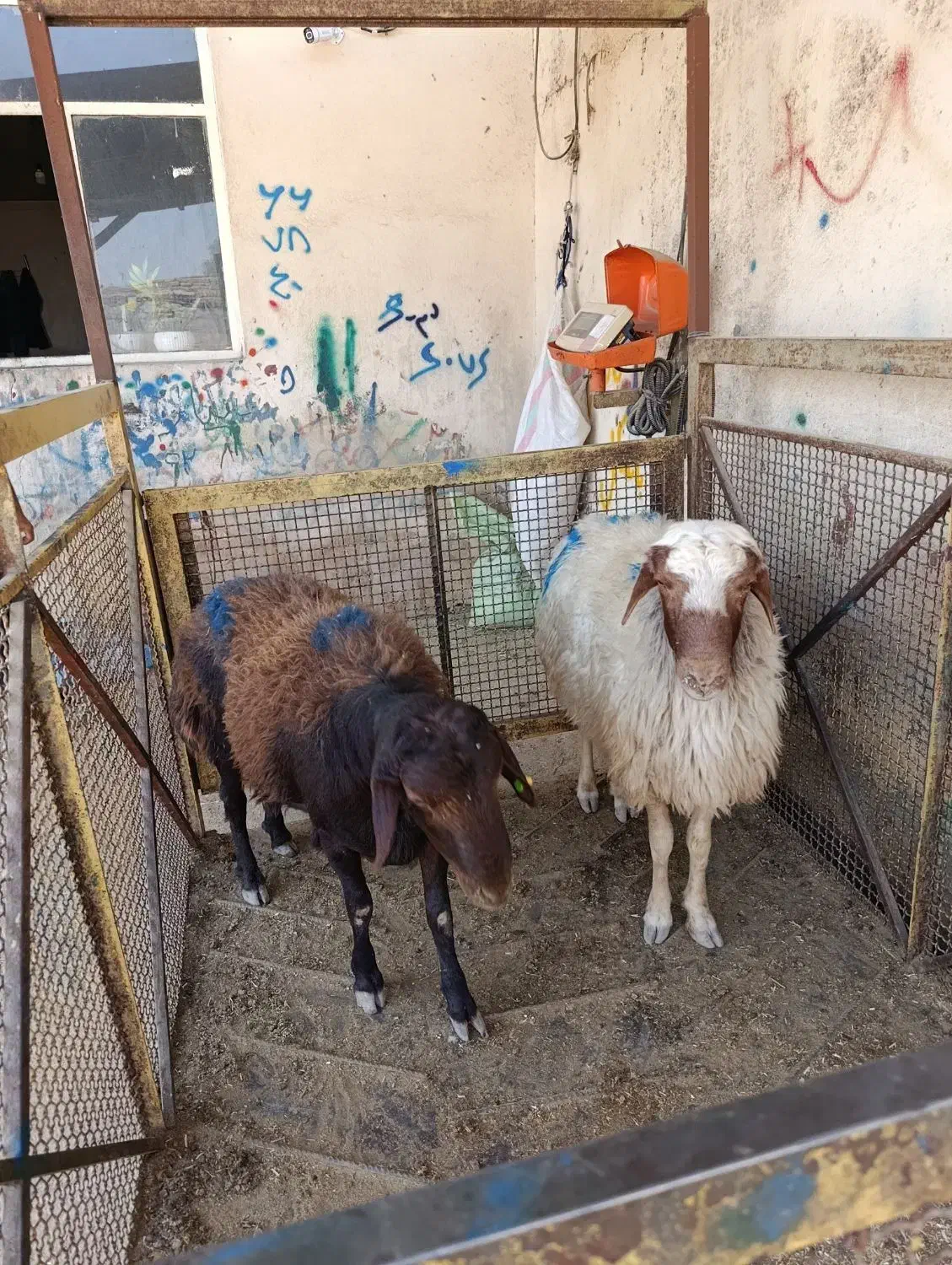 گوسفند زنده|حیوانات مزرعه|باقرشهر, |دیوار