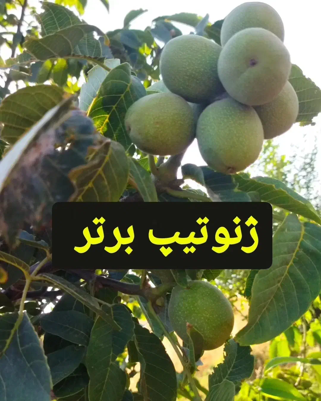 نهال گردو اصلاح شده|گل و گیاه طبیعی|نهاوند, |دیوار