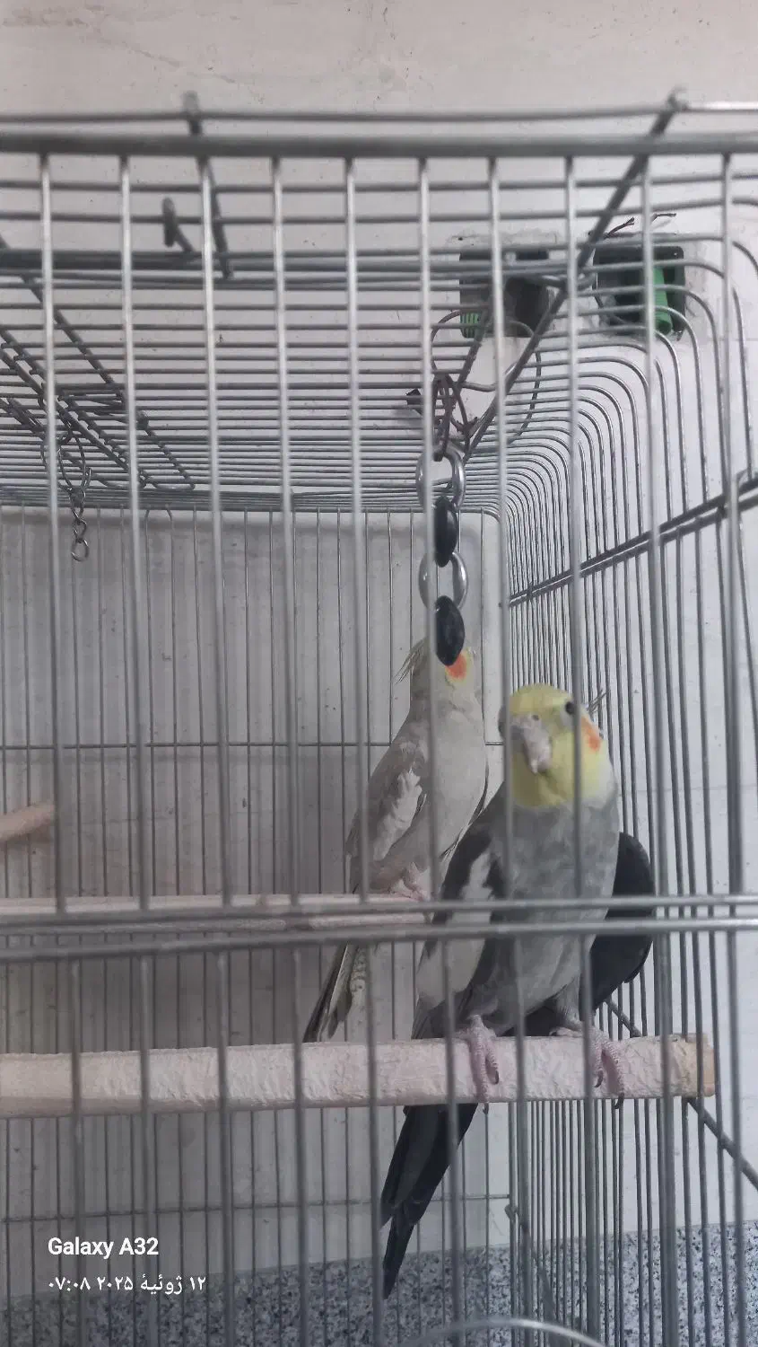 چهار عددعروس هلندی اهلی آواز خوان نر و ماده|پرنده|خسروشاه, |دیوار