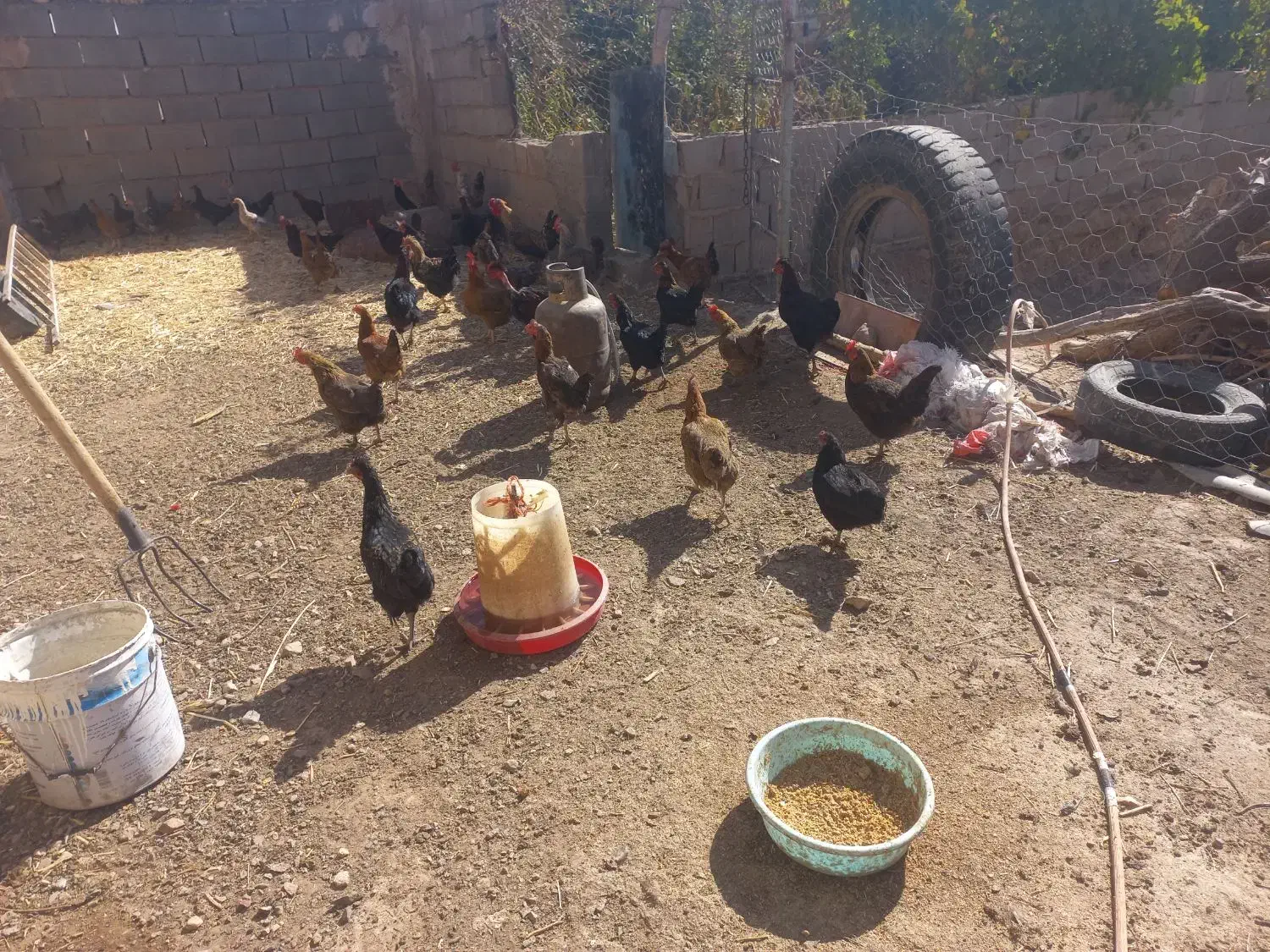 مرغ و خروس|حیوانات مزرعه|بم پشت, |دیوار