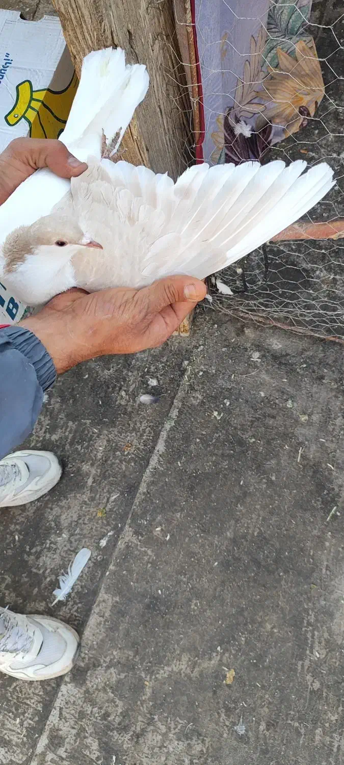 ۷تا ماده رنگی|پرنده|اسفراین, |دیوار