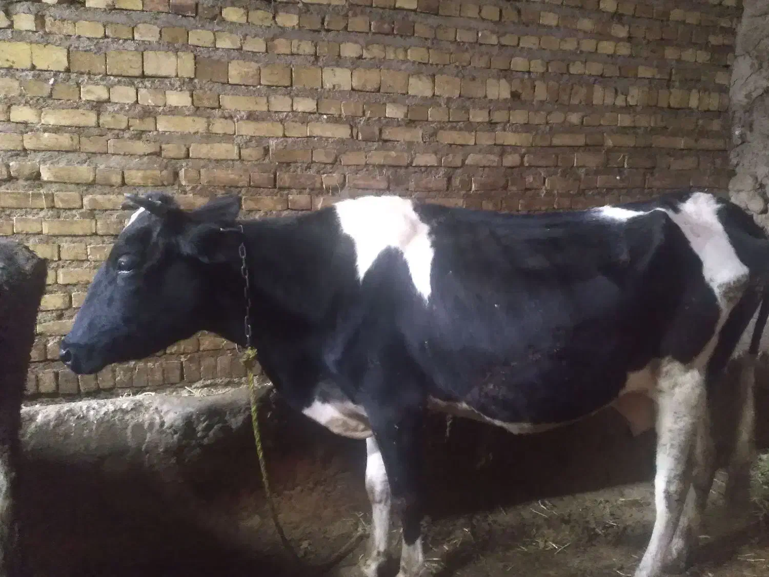 گاو|حیوانات مزرعه|ماهنشان, |دیوار