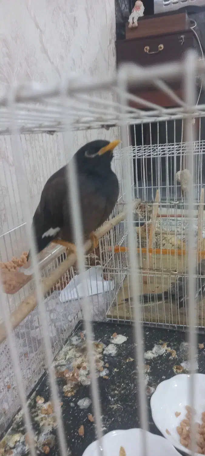 مینا افغان کام سیاه|پرنده|مشهد, قائم|دیوار