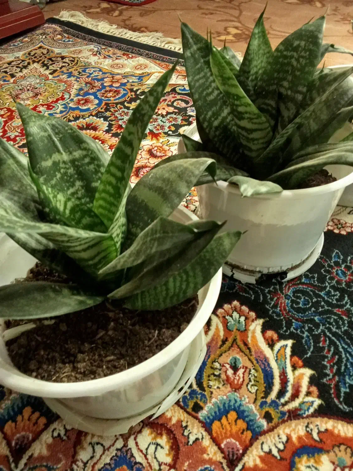 گل زیبا آپارتمانی|گل و گیاه طبیعی|اسالم, |دیوار