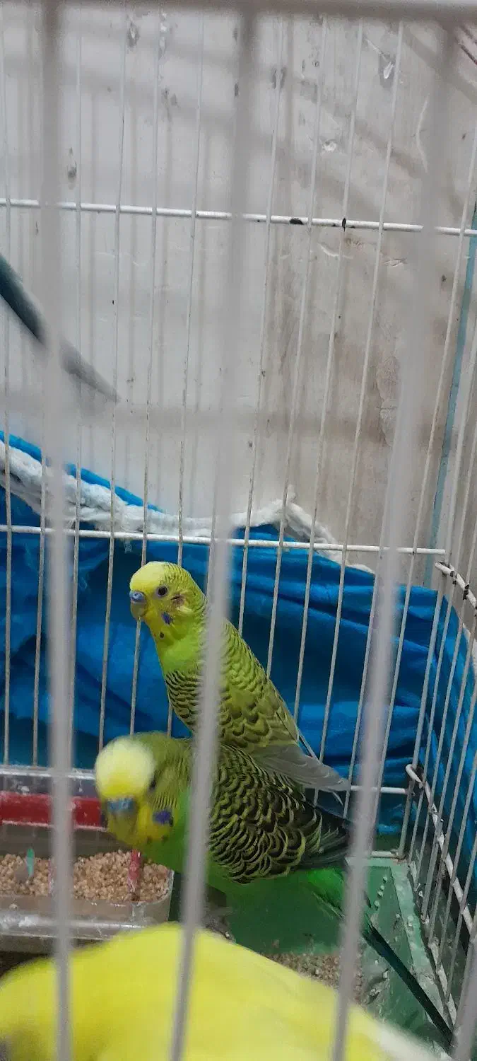 مرغ عشق و خروس میاطوری|پرنده|سنگر, |دیوار