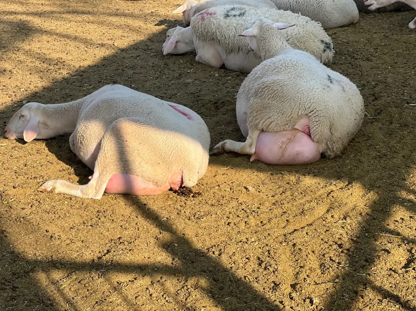 گوسفند لاکن|حیوانات مزرعه|چترود, |دیوار