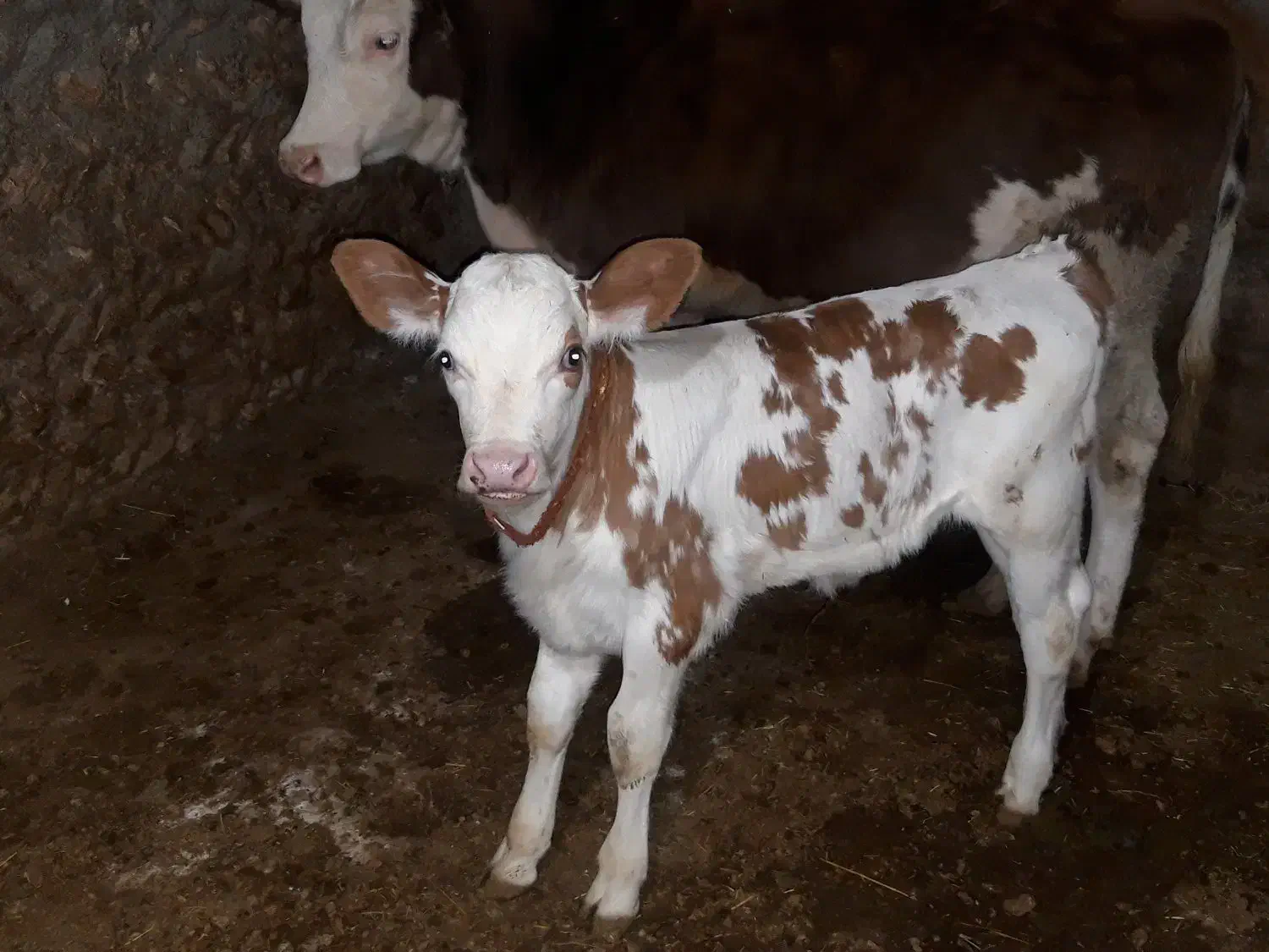 گاو گوساله|حیوانات مزرعه|دهگلان, |دیوار