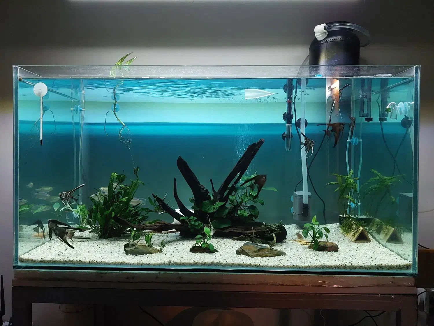 آکواریوم حرفه ای ریملس پلنت|ماهی|مشهد, امیریه|دیوار