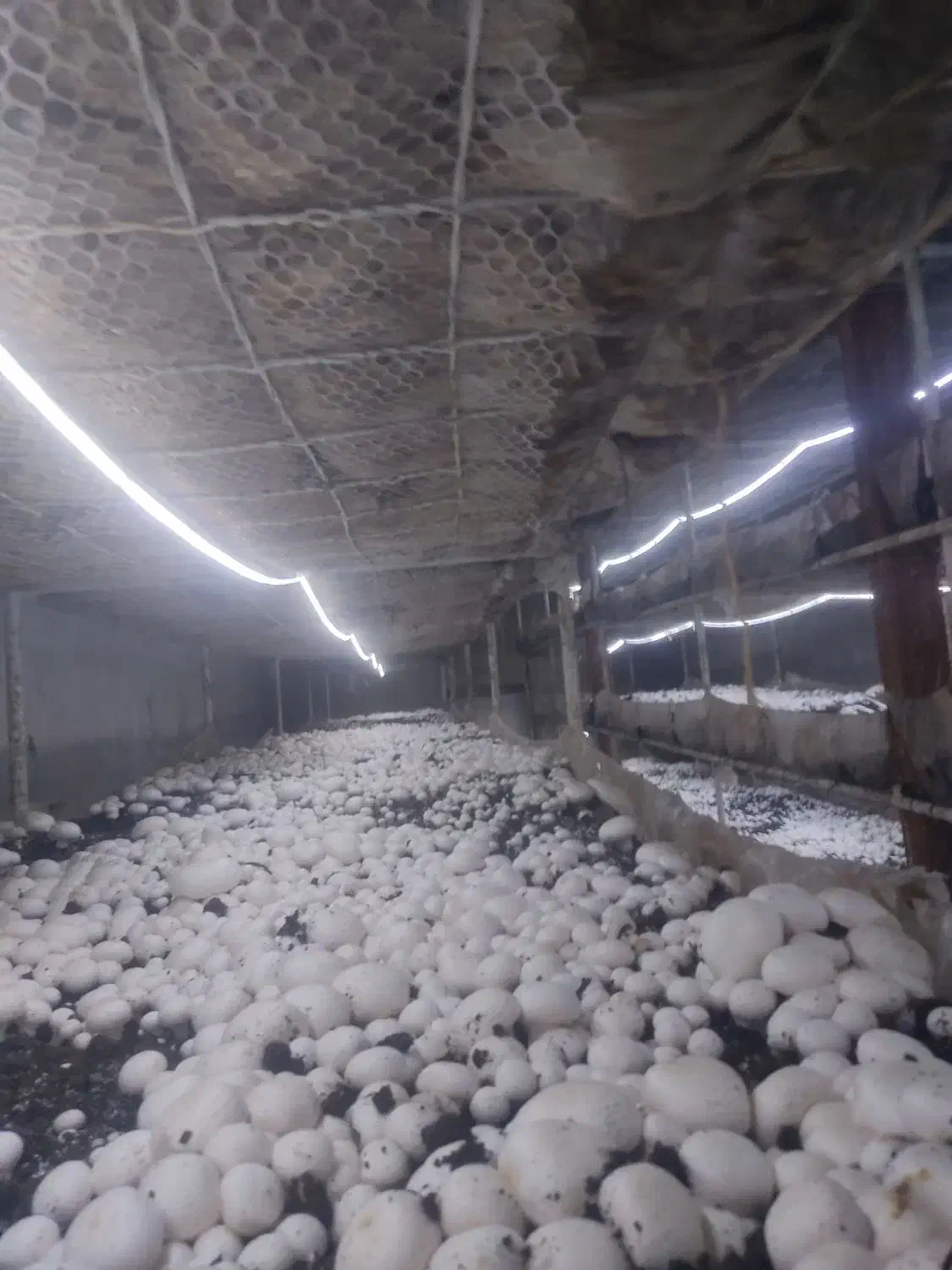 استخدام نیرو در کارخانه قارچ|استخدام سرایداری و نظافت|مشهد, هفت تیر (حافظ)|دیوار