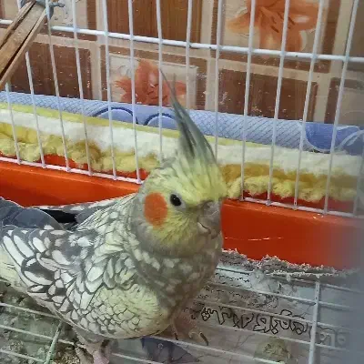 طوطی هلندی|پرنده|تولم شهر, |دیوار