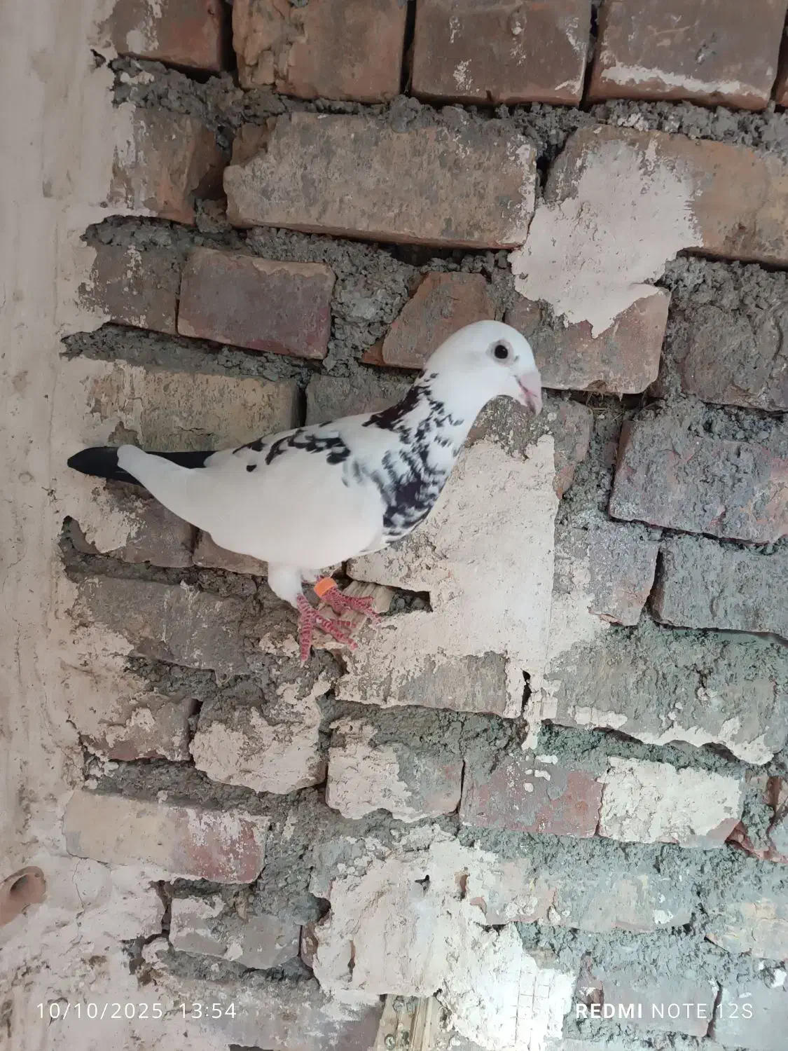 کفتر|پرنده|ایرانشهر, |دیوار