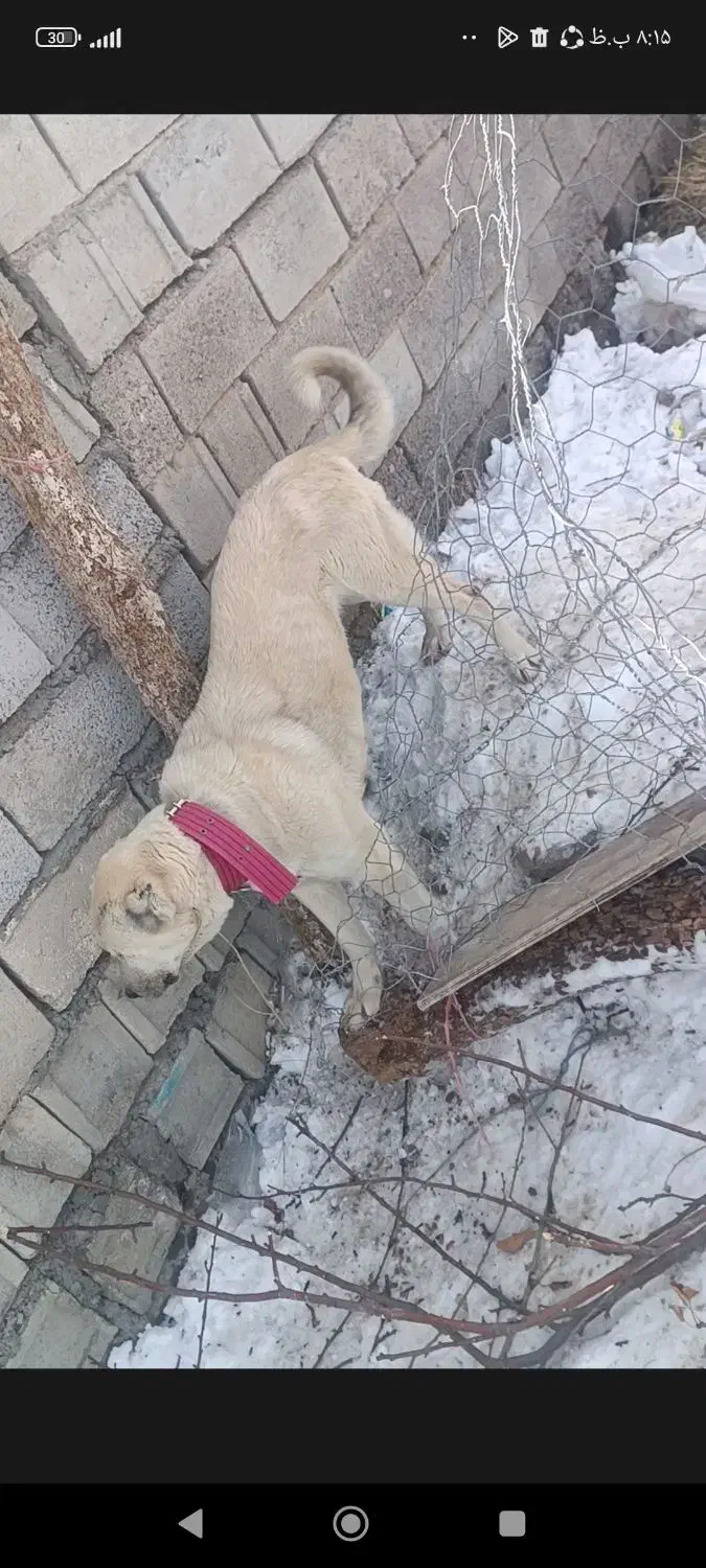 سرابی اصیل قدیم|سگ|مشگین شهر, |دیوار