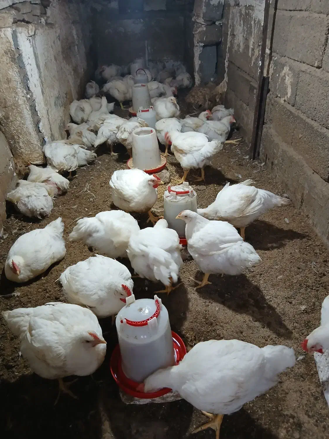 مرغ ارگانیک گوشتی|حیوانات مزرعه|رامیان, |دیوار