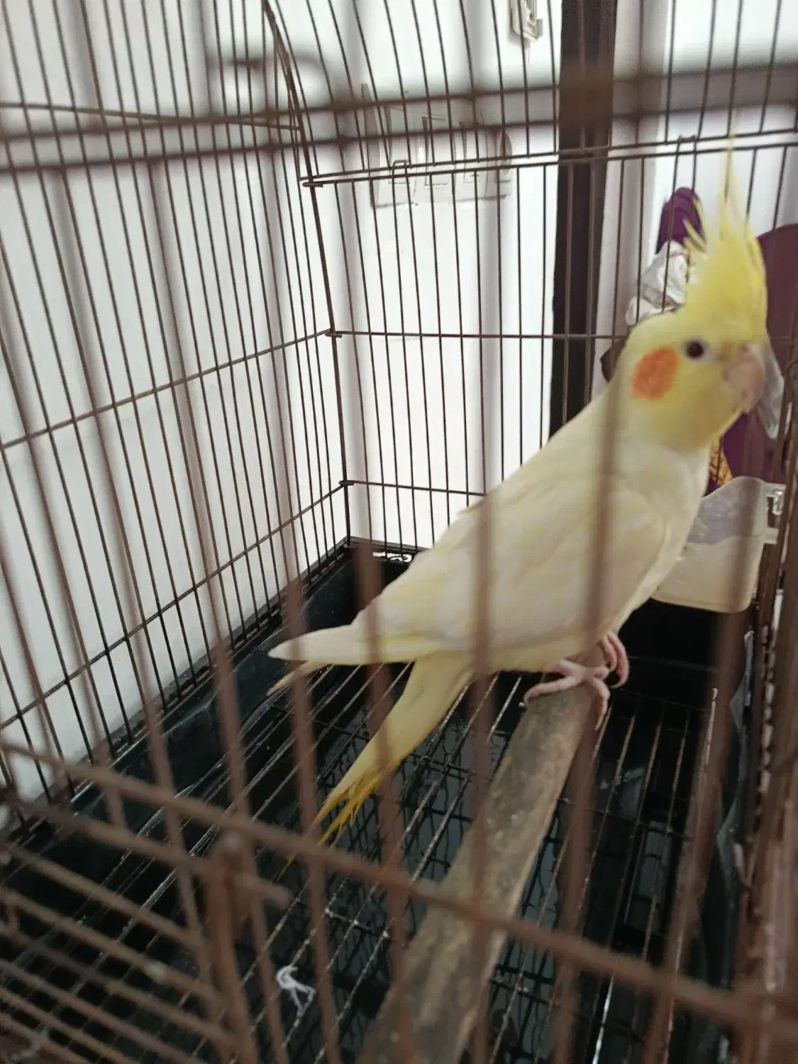 طوطی رام سخن گو|پرنده|محمدیه-قزوین, |دیوار