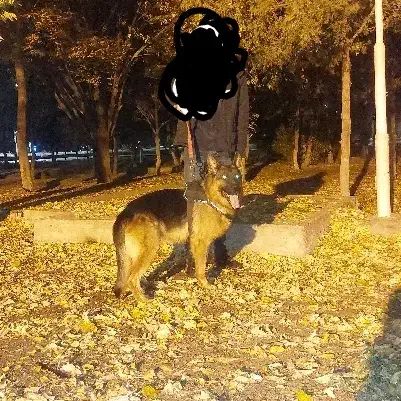 سگ ژرمن شپرد شوالین|سگ|تبریز, |دیوار