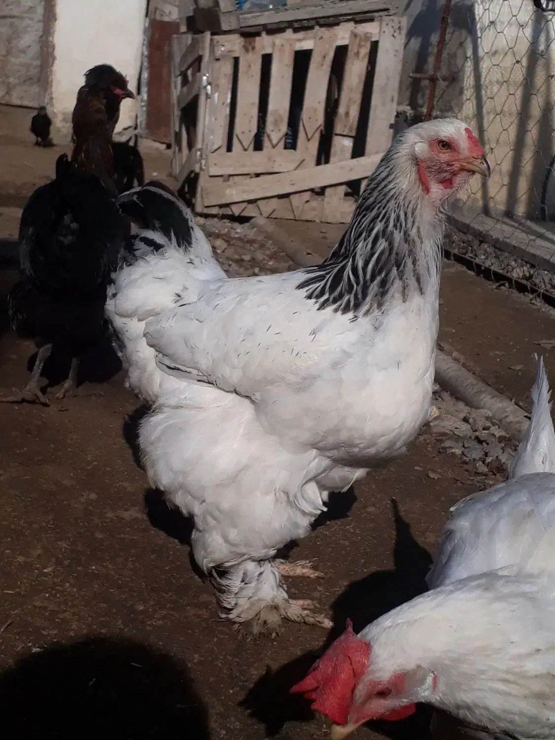 مرغ وخروس برهما|حیوانات مزرعه|گمیشان, |دیوار