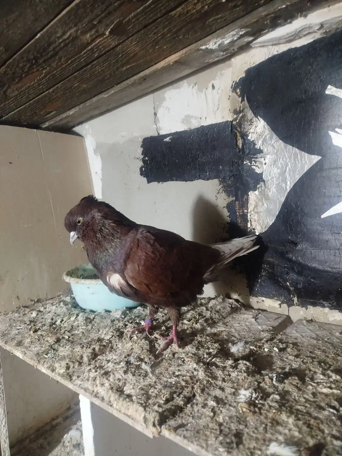 کبوتر پرشی|حیوانات|گرگان, |دیوار