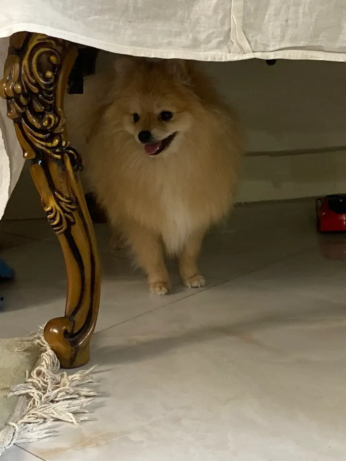 پامر خرسی|سگ|ری, سیزده آبان|دیوار