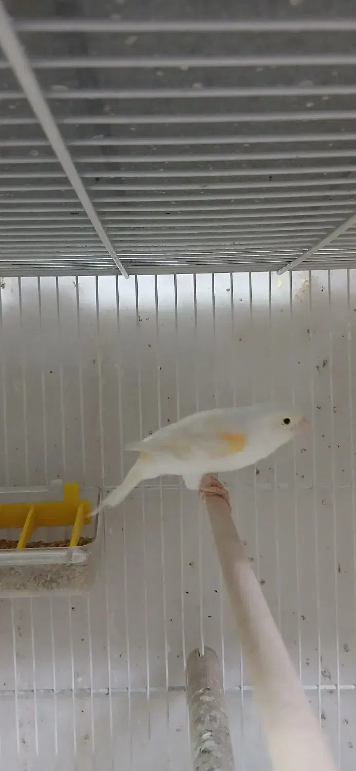 قناری ماده آماده|پرنده|قائمشهر, |دیوار