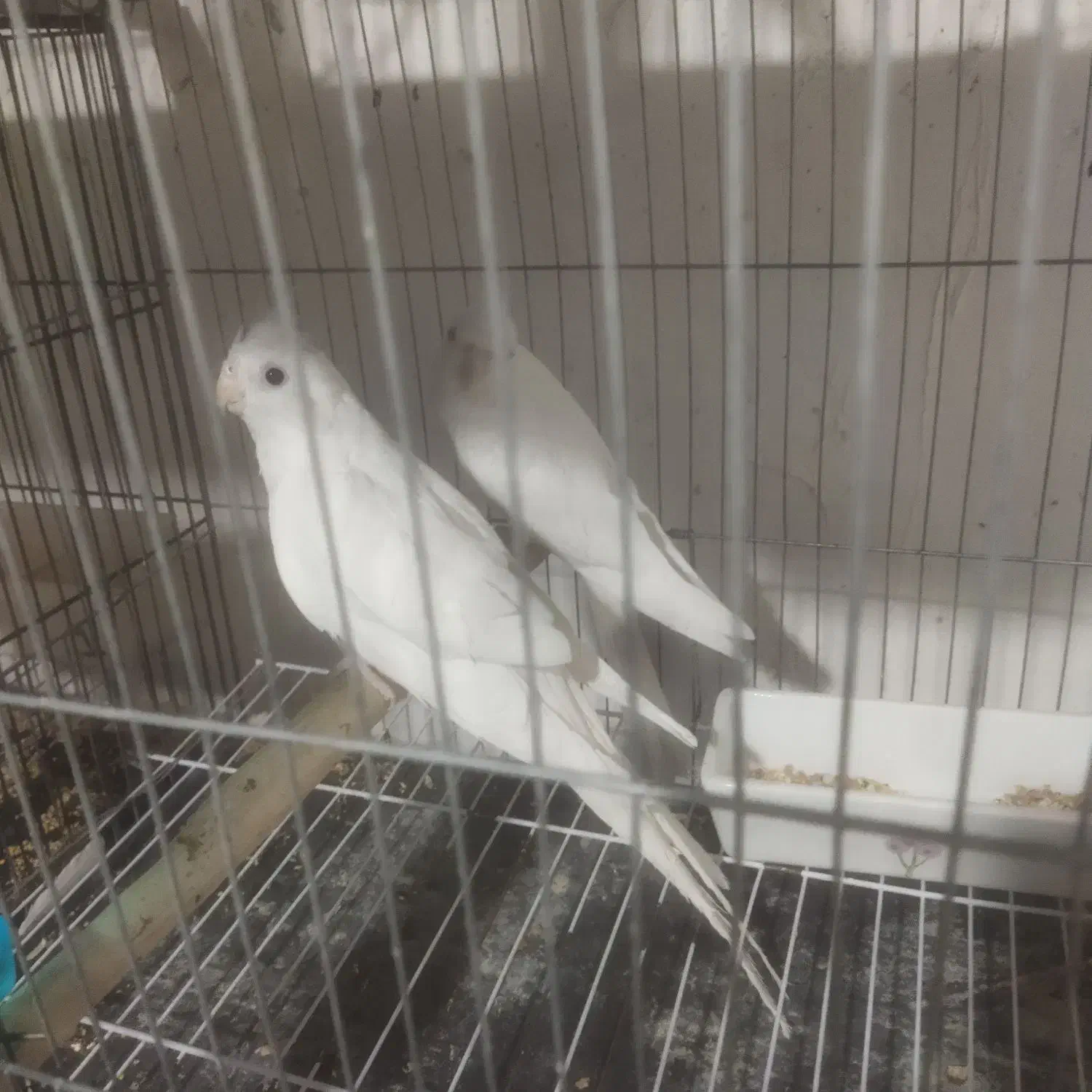 طوطی عروس|پرنده|کرج, خرمدشت|دیوار